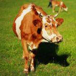 Terceiro Caso de Gripe Aviária em Humanos é Confirmado nos EUA